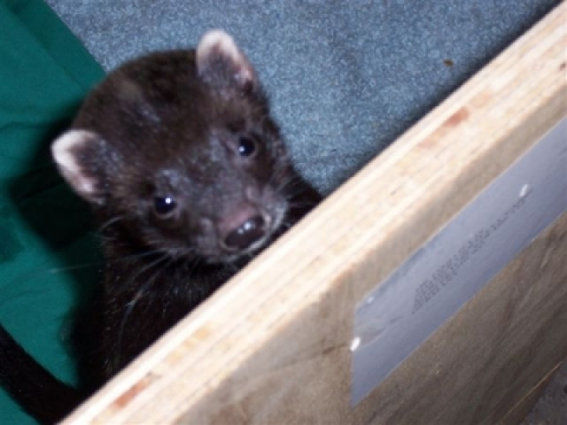 Frettchenwelpen mai 2011 black/self - Tiere - Freiburg