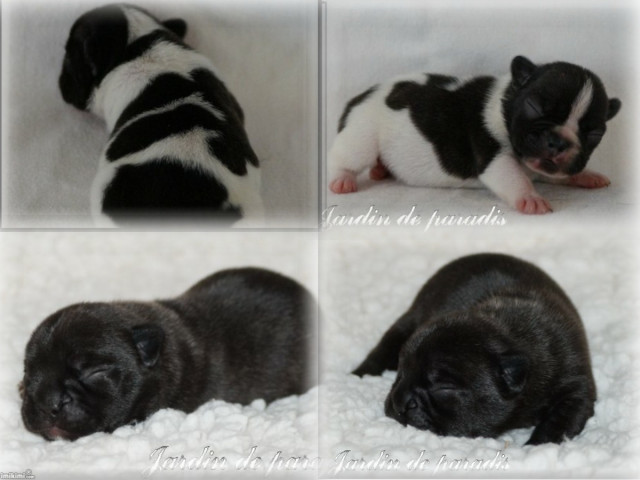 Französische Bulldoggen Welpen/Babys aus seriöser deutscher Zucht - Tiere - Frankfurt