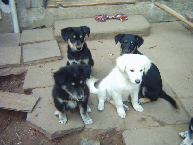 Süße Labrador-Husky Welpen - Tiere - Niedere Börde