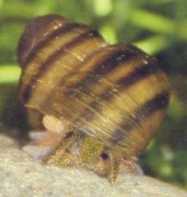 Edelkrebse Biotopfische Schnecken Muscheln Koi und anderen Teichbesatz vom Koi-C - Tiere - Schafflund