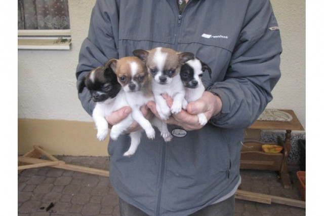  *-*- 4 ++ Liebe Chihuahua Welpen, LH/KH*-*-.*  - Tiere -  Hattersheim am Main