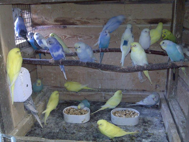 Nestjunge Wellensittiche und Nymphensittiche in verschiedenen Farbschlägen - Tiere -  Hergenrath ( bei Aachen)