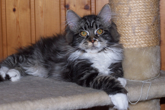Maine Coon Edelmix Kätzchen - Tiere - Großmehring