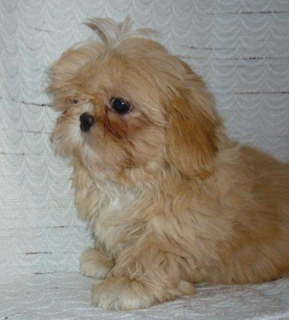 Shih Tzu Welpen dürfen sofort ausziehen - Tiere - gießen