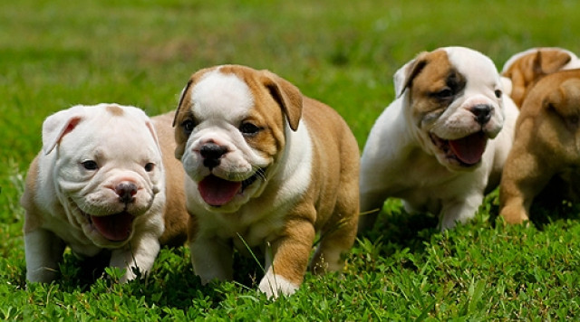 Super süße freiatmende gesunde English Bulldogge welpen - Tiere - Bonn