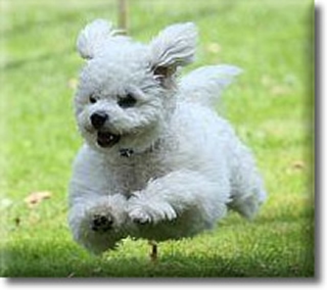 Allergiefreie Bichon frise Welpen - Tiere - Mechernich