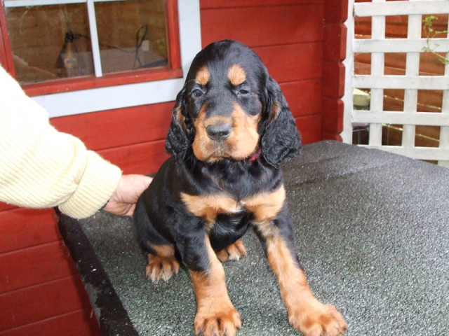 Wunderschöne Gordon Setter suchen liebevolles Zuhause - Tiere - Owschlag