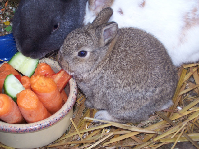 2  zwerkaninchenbabys zu verschenken - Tiere - Brunnthal