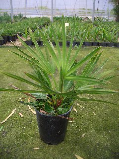 Serenoa repens  silver    bis -9 C bis -18 C - Sonstige Anzeigen - Vente del Pobre