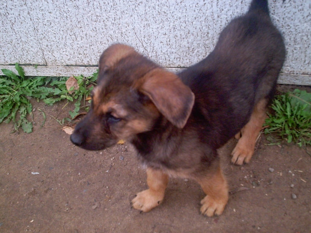 Schäferhund Chau Chau Welpen suchen dringend ein neues zu Haus  - Tiere - Fürstenwalde 