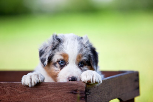 Australian Shepherd Welpen - Tiere - Bocholt-Liedern