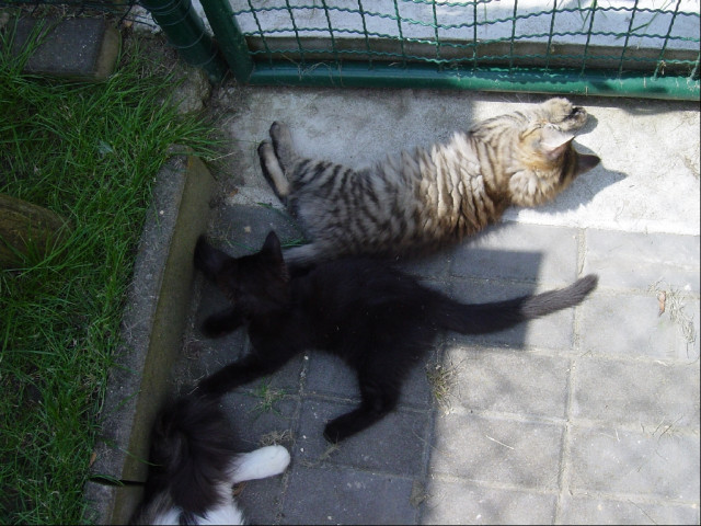 Maine Coon Kitten abzugeben - Tiere - Magdeburg