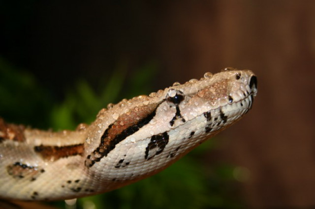 4 Jahre alter Boa c.i Mix - Tiere - Köln