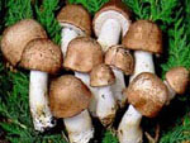 Agaricus Heil-Vitalpilze Multinova - Wellness Gesundheit - Rosenheim