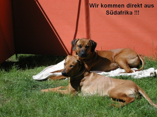Rhodesian Ridgeback Welpen - Tiere - Kirchlinteln / Luttum