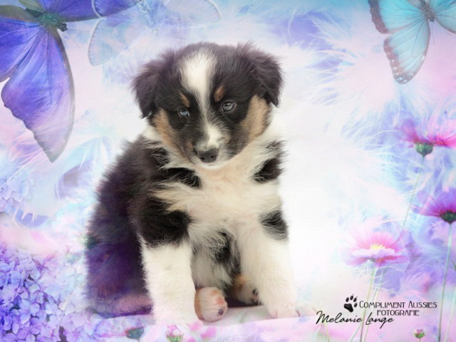 Hübscher Australian Shepherd Welpe !!! - Tiere - Hagen
