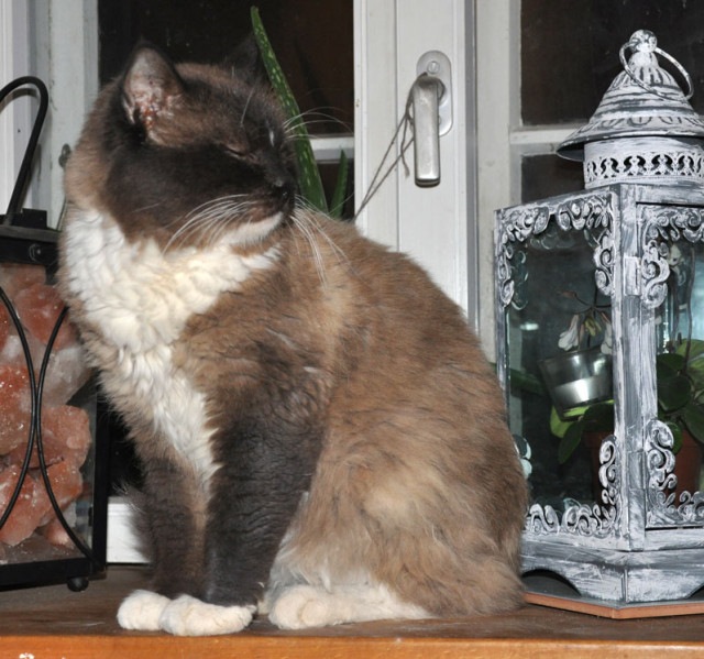 Ragdoll Deckkater abzgeben - Tiere - Elsdorf-Westermühlen