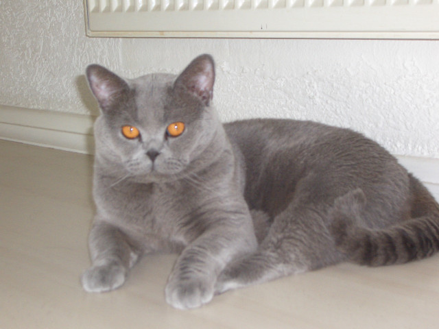 3 zuckersüße reinrassige BKH in blau & black suchen ein Zuhause - Tiere - Niddatal