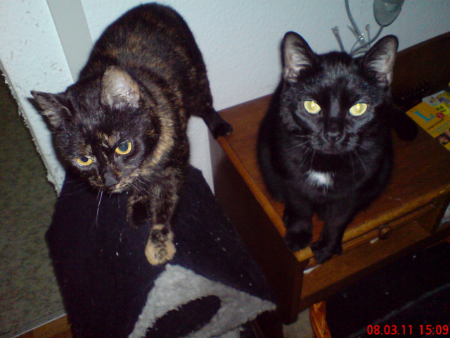 Geschwisterpaar zu verschenken - Tiere - Wolfen