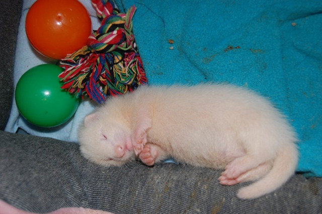 Frettchenwelpe Albino abzugeben! - Tiere - Baunatal