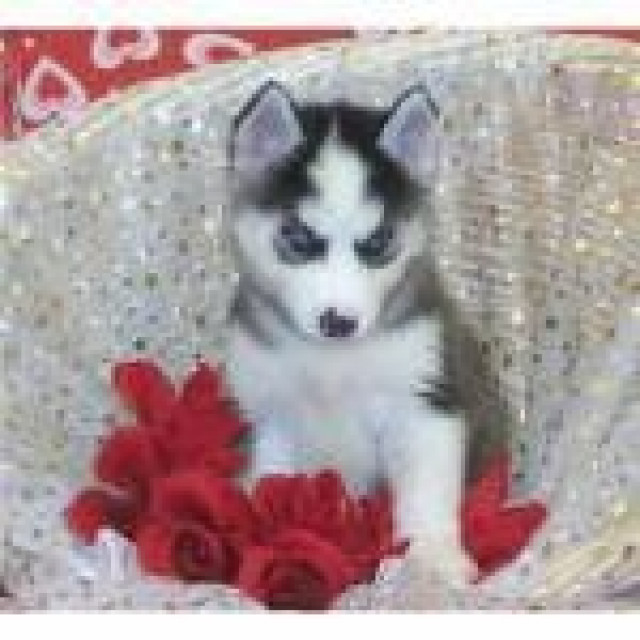 100% ausgefallen schöne Husky - Welpen - Tiere -  31785  Hameln