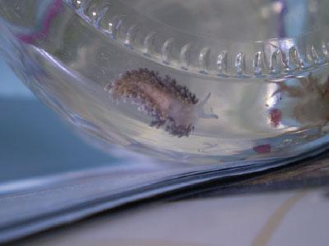 Aeolidiella stephanieae ( Berghia verrucicornis ) glasrosenfressende Nacktschnec - Tiere - hermsdorf