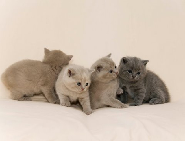 Süße BKH Kitten suchen liebevolles Zuhause! - Tiere - Potsdam