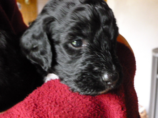 Zuckersüße Labradoodle Welpen - Tiere - Großvollstedt