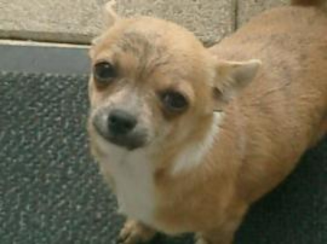 Chihuahua Welpen zu verkaufen - Tiere - Berlin 