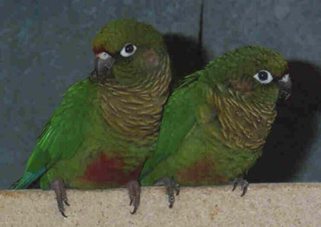 Braunohrsittiche - Tiere - Heroldishausen