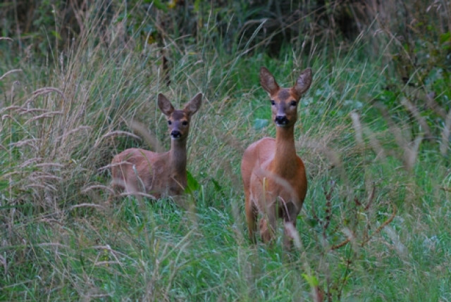 Amberg-Sulzbacher Land: Spuren im Wald - Hobby Spiele - Amberg