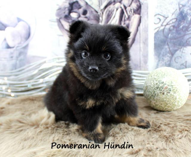 Pomeranianhündinnenwelpen  black-tan - Tiere - Rodalben