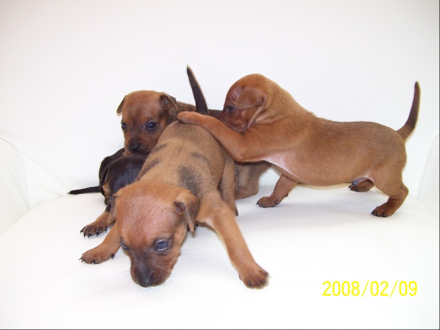 ZWERREHPINSCHER WELPEN - Tiere - Bremen