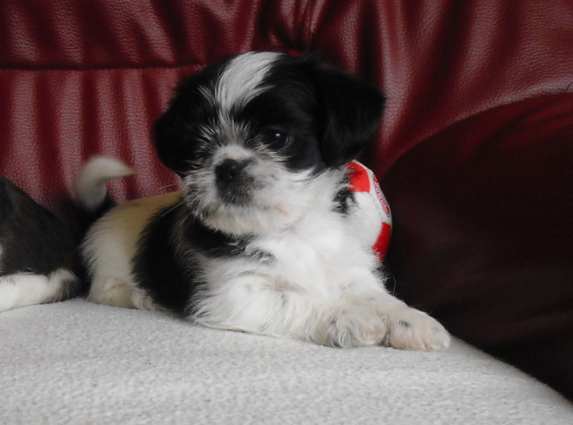 Winzig kleiner Tiny Dog - Tiere - Brandenburg