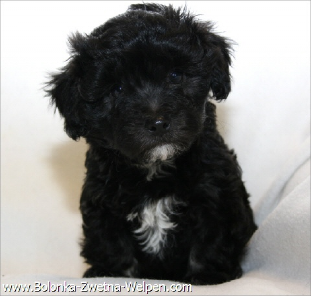 Zuckersüße Bolonka Zwetna Welpen in liebevolle Hände zu vergeben. - Tiere - Eschwege