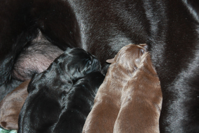 Labradorwelpen in Braun und Schw.mit Silberstich - Tiere - Beetzendorf
