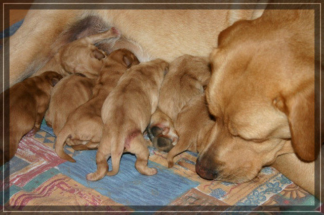 Labradorwelpen in schwarz und foxred - Tiere - Weener