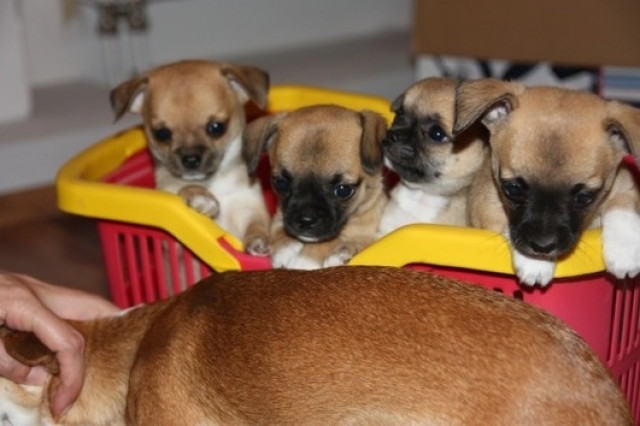 Wunderschöne Chihuahua-Welpen mit Papieren - Tiere - zurich