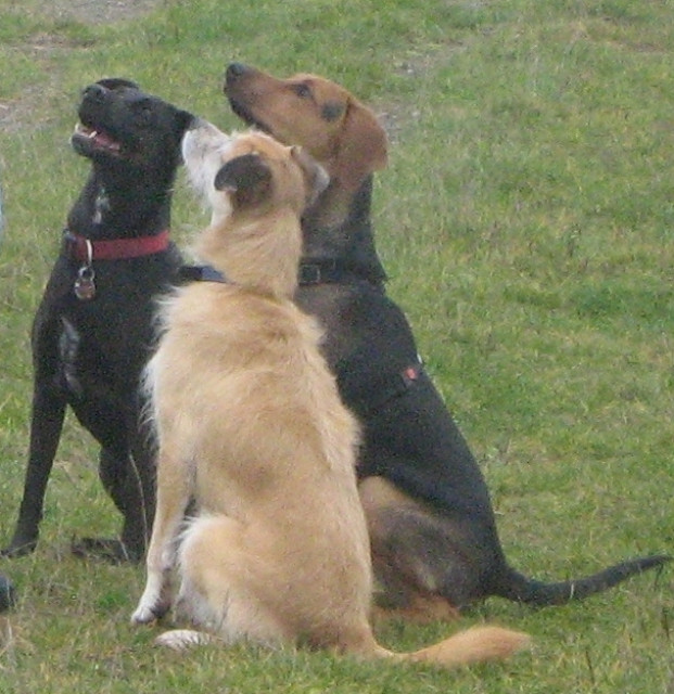 Die Hunde - Mensch Brücke - Tiere - Waldsolms
