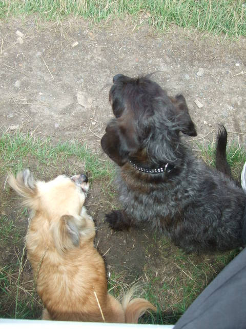 Biete flexible Hundebetreu. in Harburg & Umgebung - Tiere - Hamburg