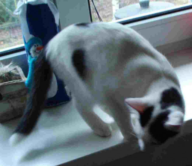 Luna gesucht - Tiere - Berlin