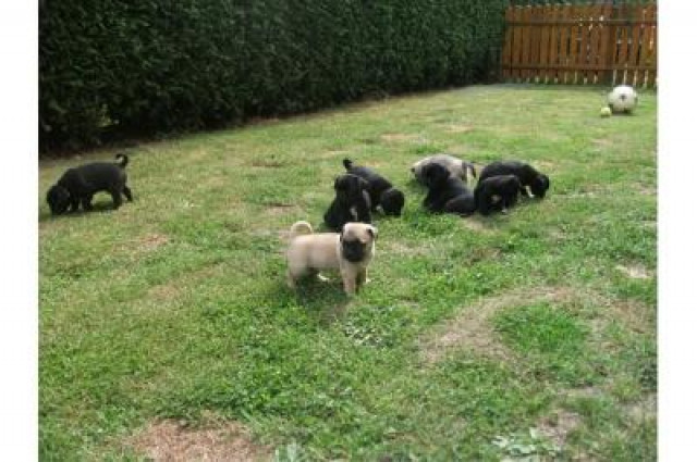 Mops  Welpen suchen wunderschönes Zuhause  - Tiere - Düsseldorf