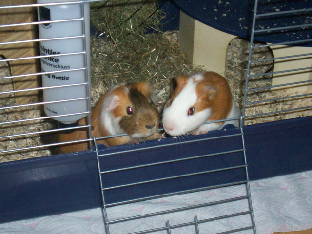 Zwei junge Meerschweinchen mit Käfig und Zubehör abzugeben - Tiere - Bielefeld