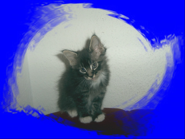3 Maine Coon Kitten suchen noch ein neues Zuhause. - Tiere - Mönchengladbach
