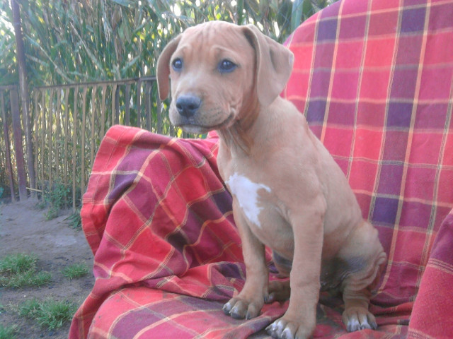 Süße Boxer Stafford mix welpen - Tiere - Berlin