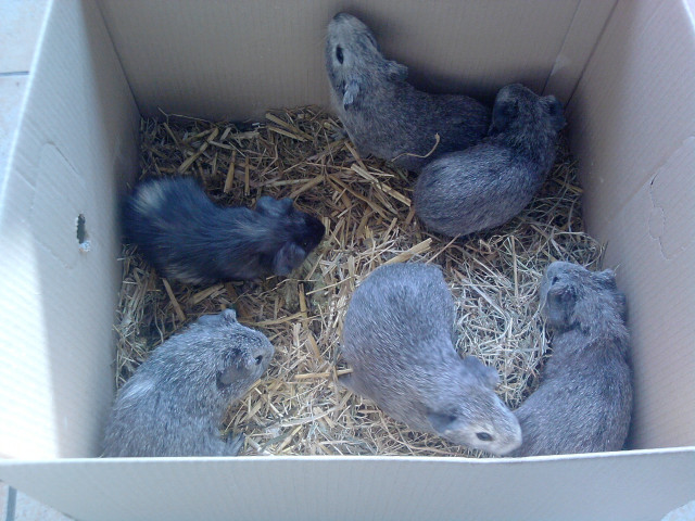 Meerschweinchen Babys  - Tiere - pforzheim