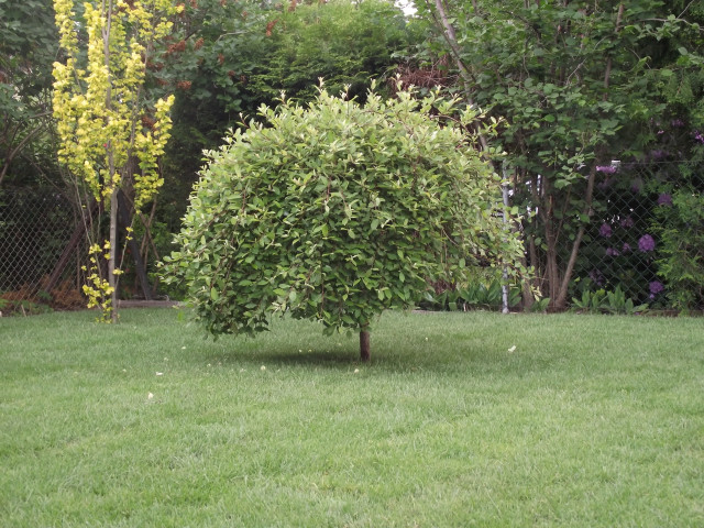 Ihr Dienstleister rund um Haus und Garten - Handwerk Hausbau Garten - Berlin