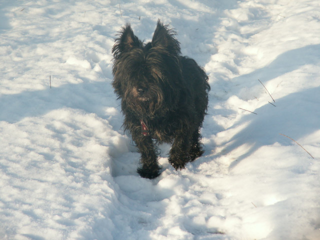 Graue Schnautzen suchen dringend, Endplätze und/oder Pfelgestellen! - Tiere - wildemann