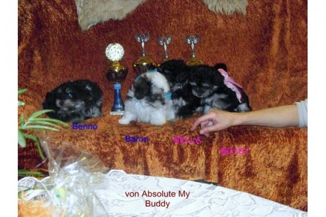 Wunderschöne Havaneser Welpen mit einem Goldenen POKAL - Tiere - Worms