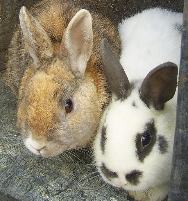 ZWERGKANINCHEN-Pärchen mit Stall zu verschenken! Nur in gute Hände! - Tiere - Ingersheim